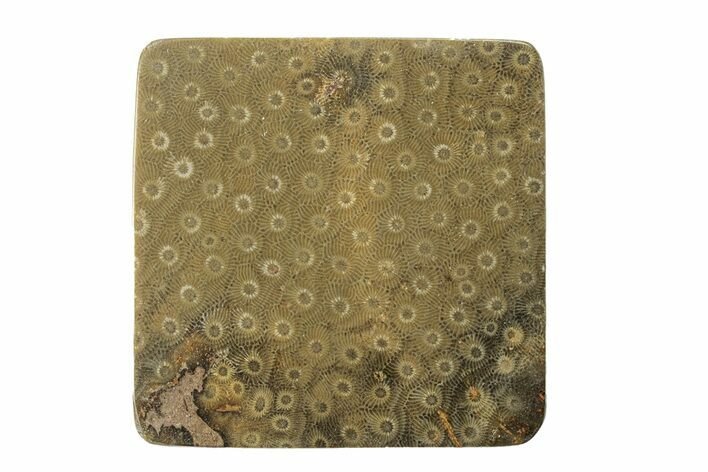 Polished Fossil Rugose Coral Slab - Morocco #276185